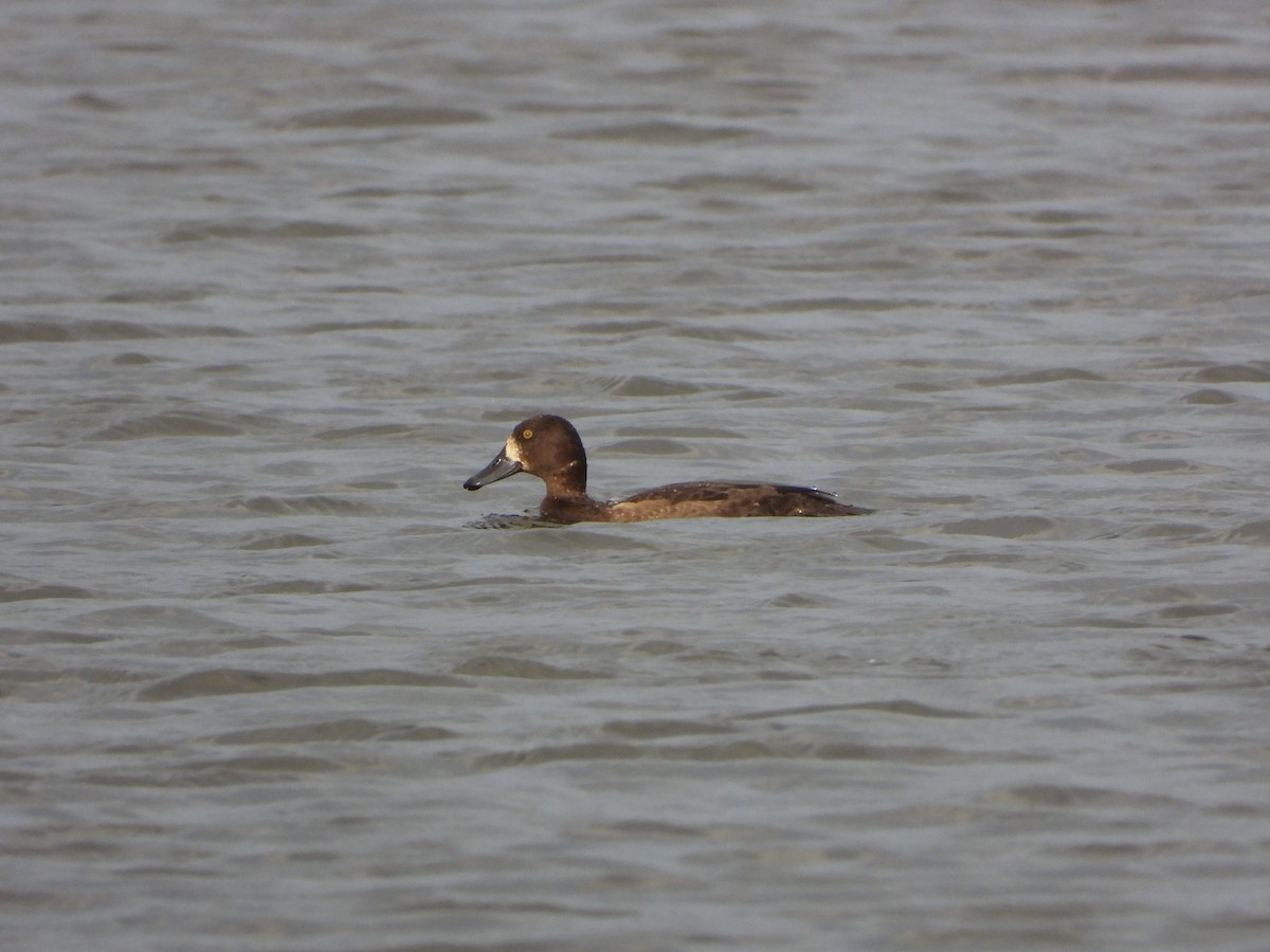 Greater Scaup - ML610628262