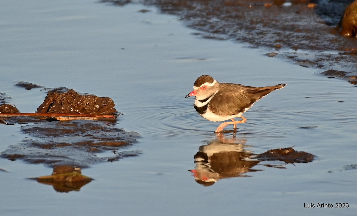 Three-banded Plover - ML610628326