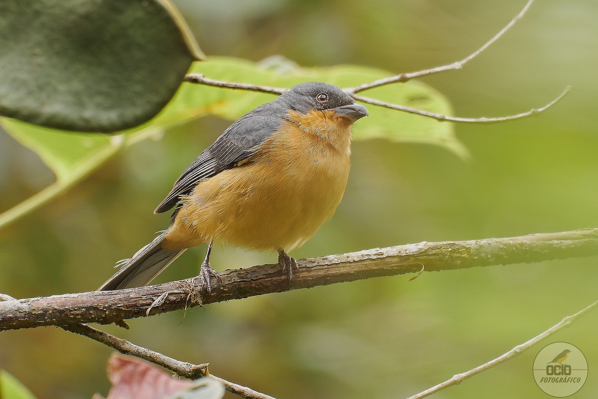Rufous-crested Tanager - ML610628377