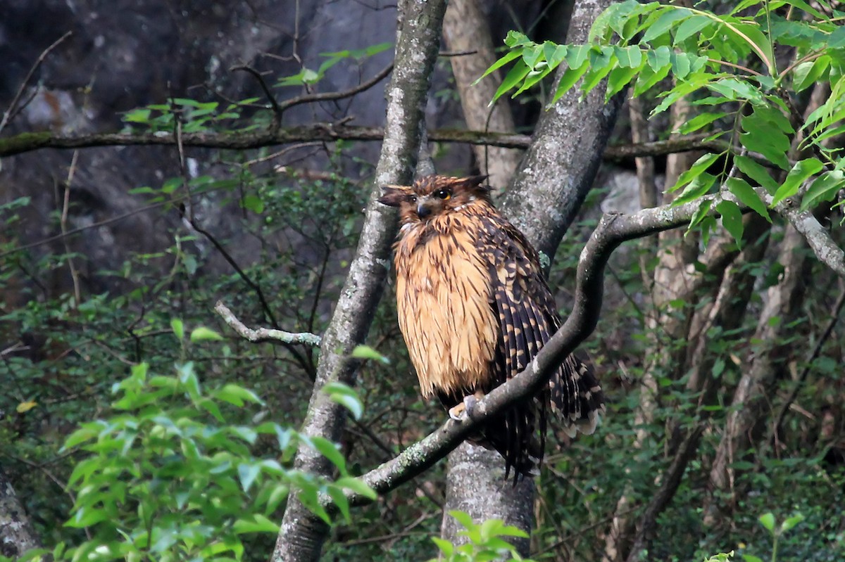 Tawny Fish-Owl - ML610628816