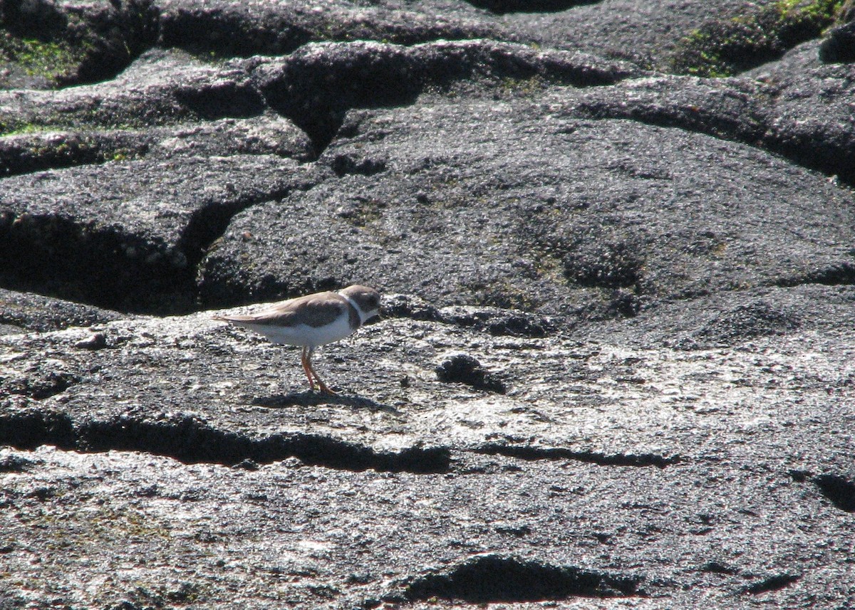 Semipalmated Plover - ML610628847