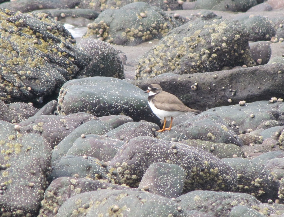 Semipalmated Plover - ML610628848