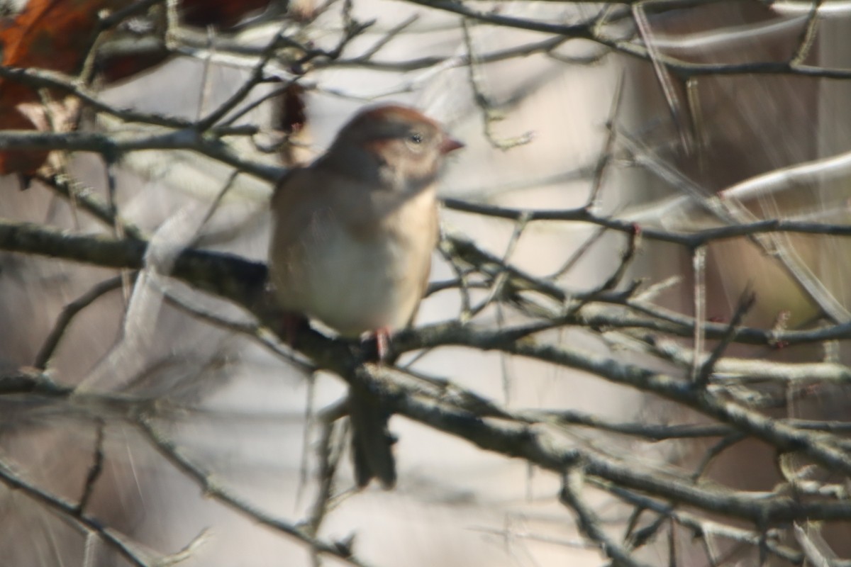 Field Sparrow - ML610628878