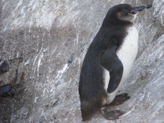 Галапагосский пингвин - ML610628961