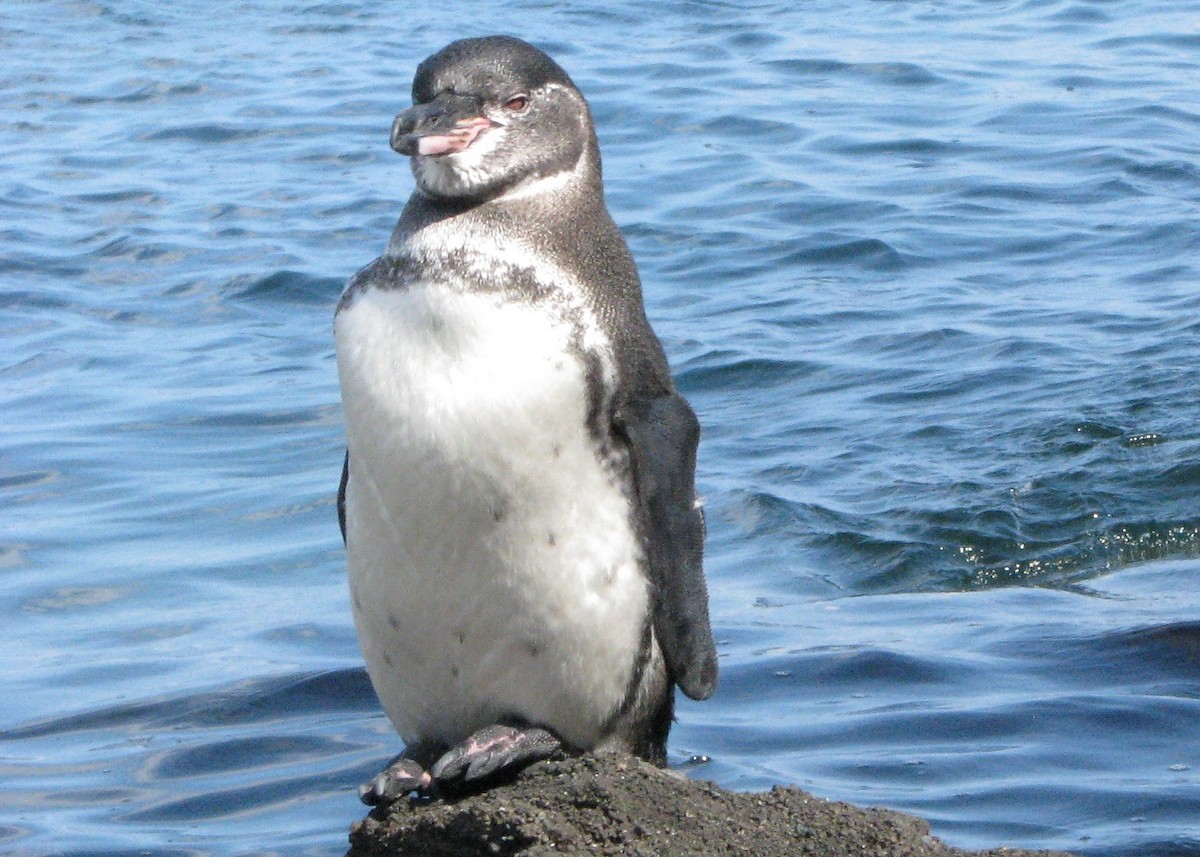 Галапагосский пингвин - ML610628962
