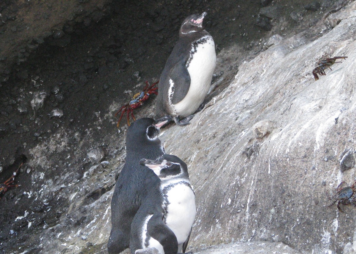 Галапагосский пингвин - ML610628963