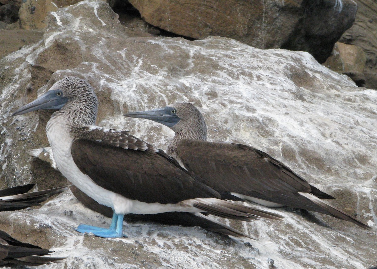 Blue-footed Booby - ML610628967