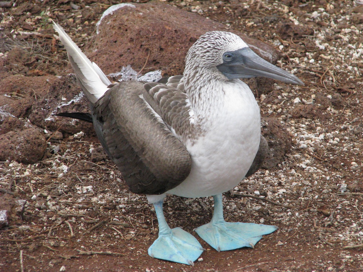 Blue-footed Booby - Robert Martin
