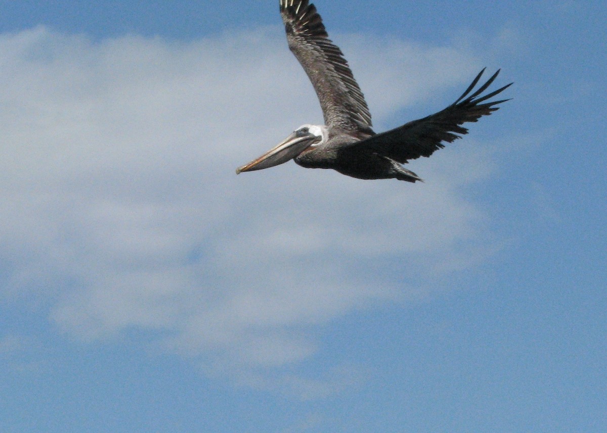 pelikán hnědý (ssp. urinator) - ML610628975