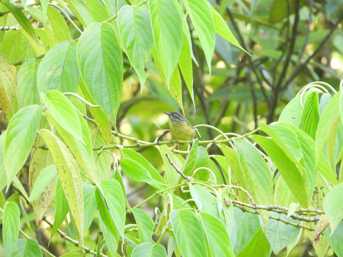 Island Leaf Warbler (Seram) - ML610629332