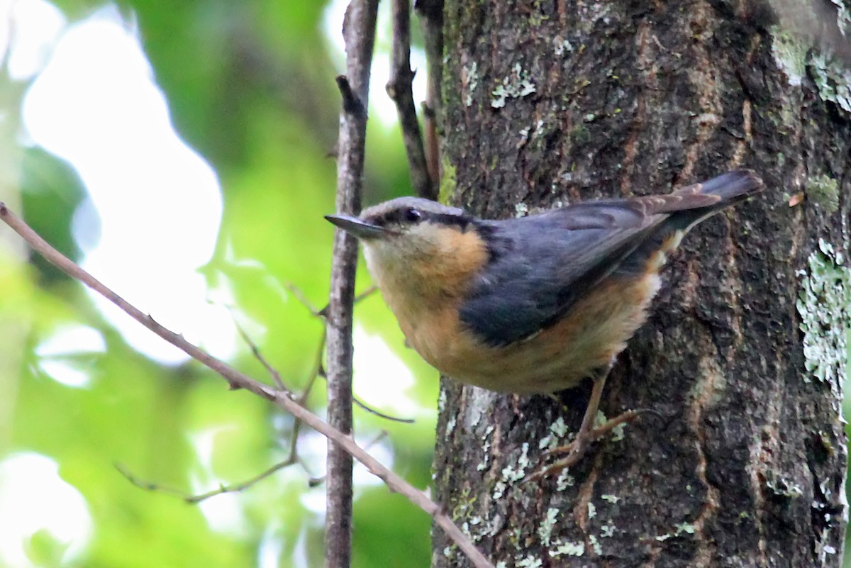 Eurasian Nuthatch (Chinese) - ML610629462