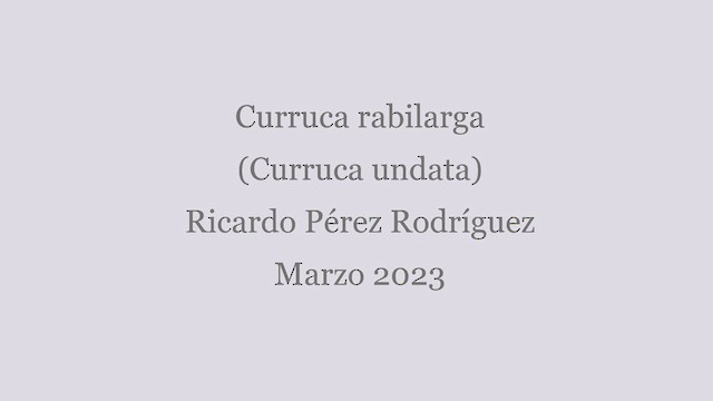 Curruca Rabilarga - ML610630008