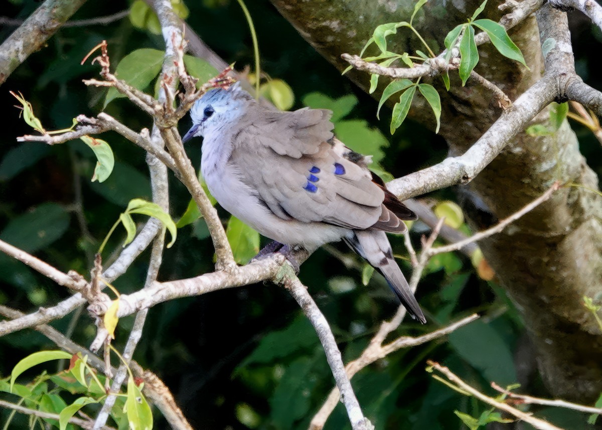 Blue-spotted Wood-Dove - ML610630427