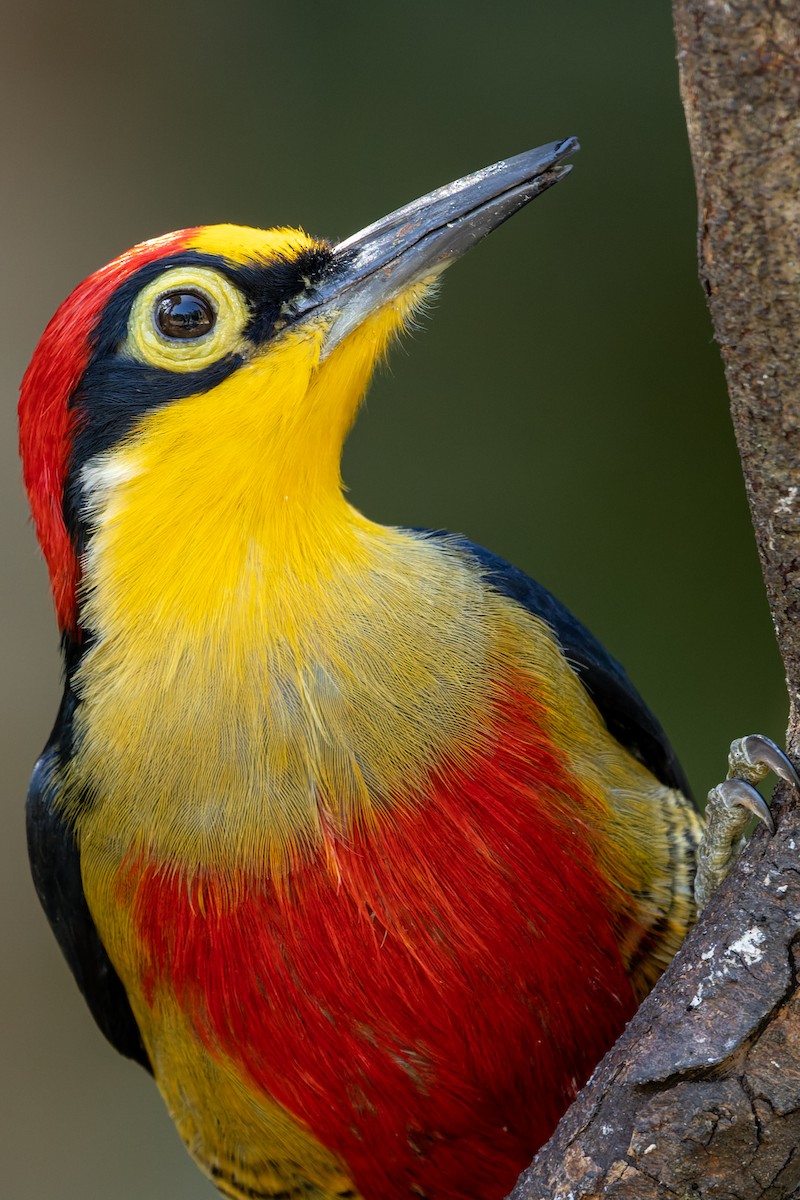 Yellow-fronted Woodpecker - ML610630672