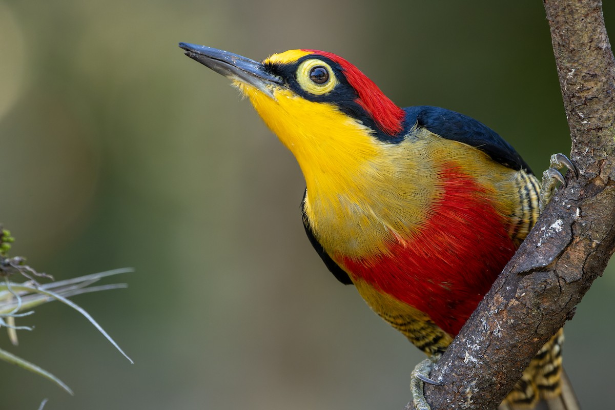 Yellow-fronted Woodpecker - ML610630673