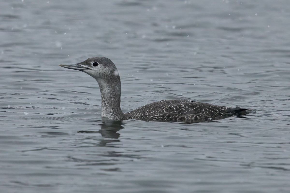 Red-throated Loon - ML610630963