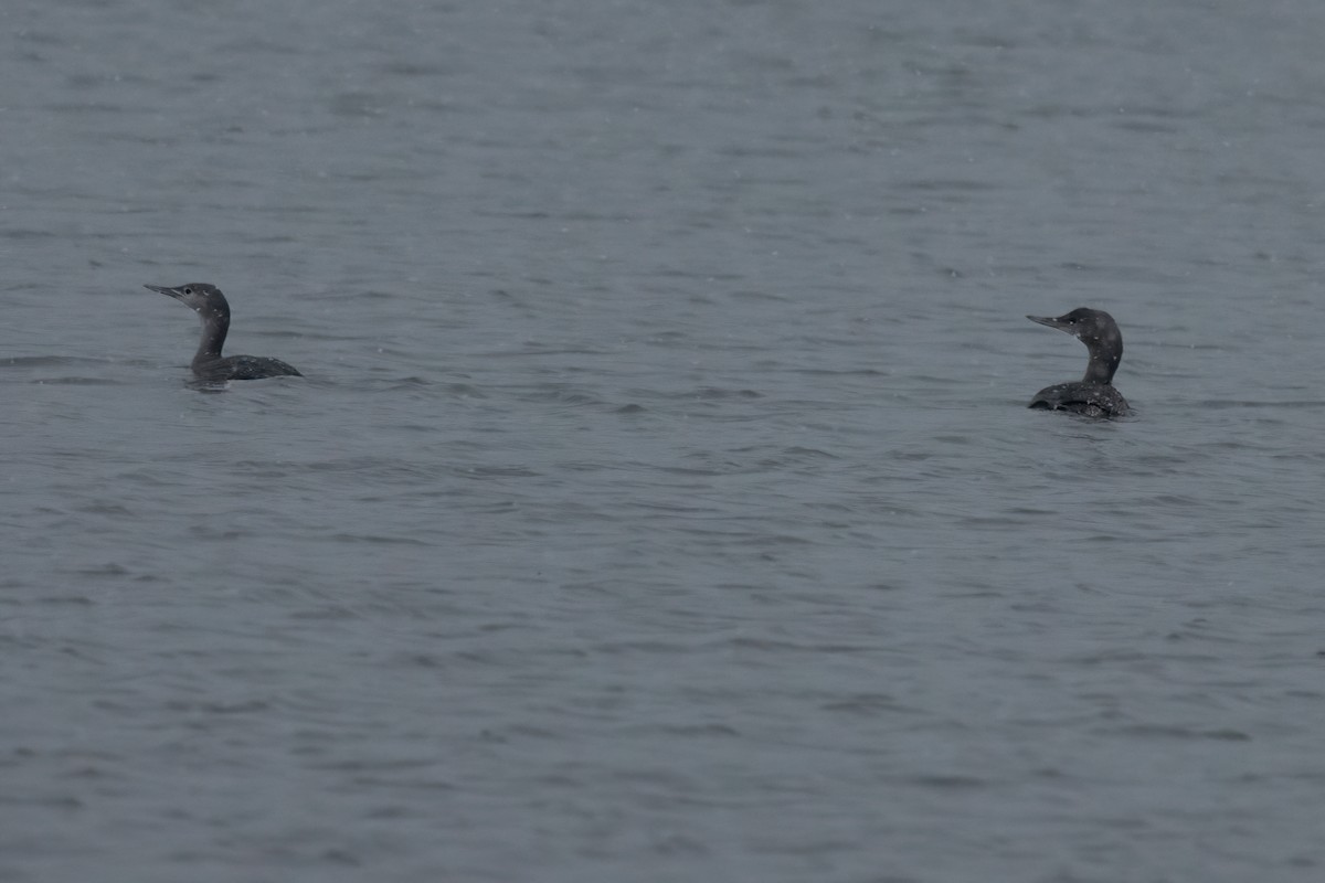 Red-throated Loon - ML610630964