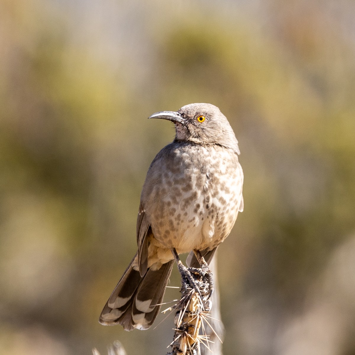 eBird Checklist - 1 Nov 2023 - La Cueva Cabin TH - 16 species