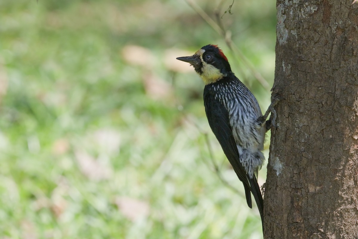 Acorn Woodpecker - ML610631116
