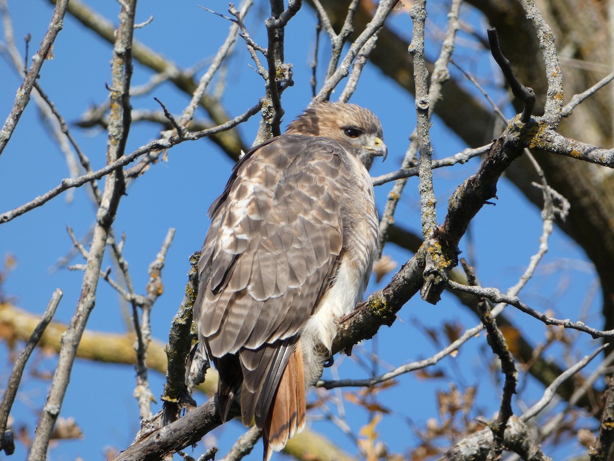 Red-tailed Hawk - ML610631168