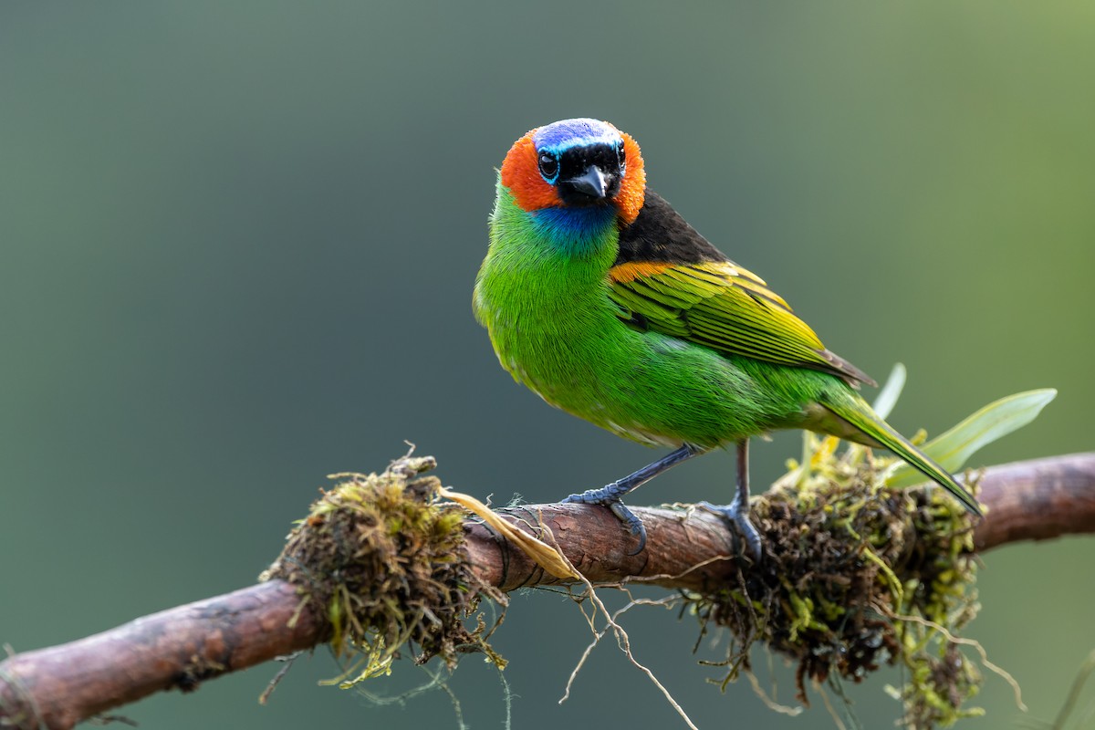 Red-necked Tanager - Tomaz Melo