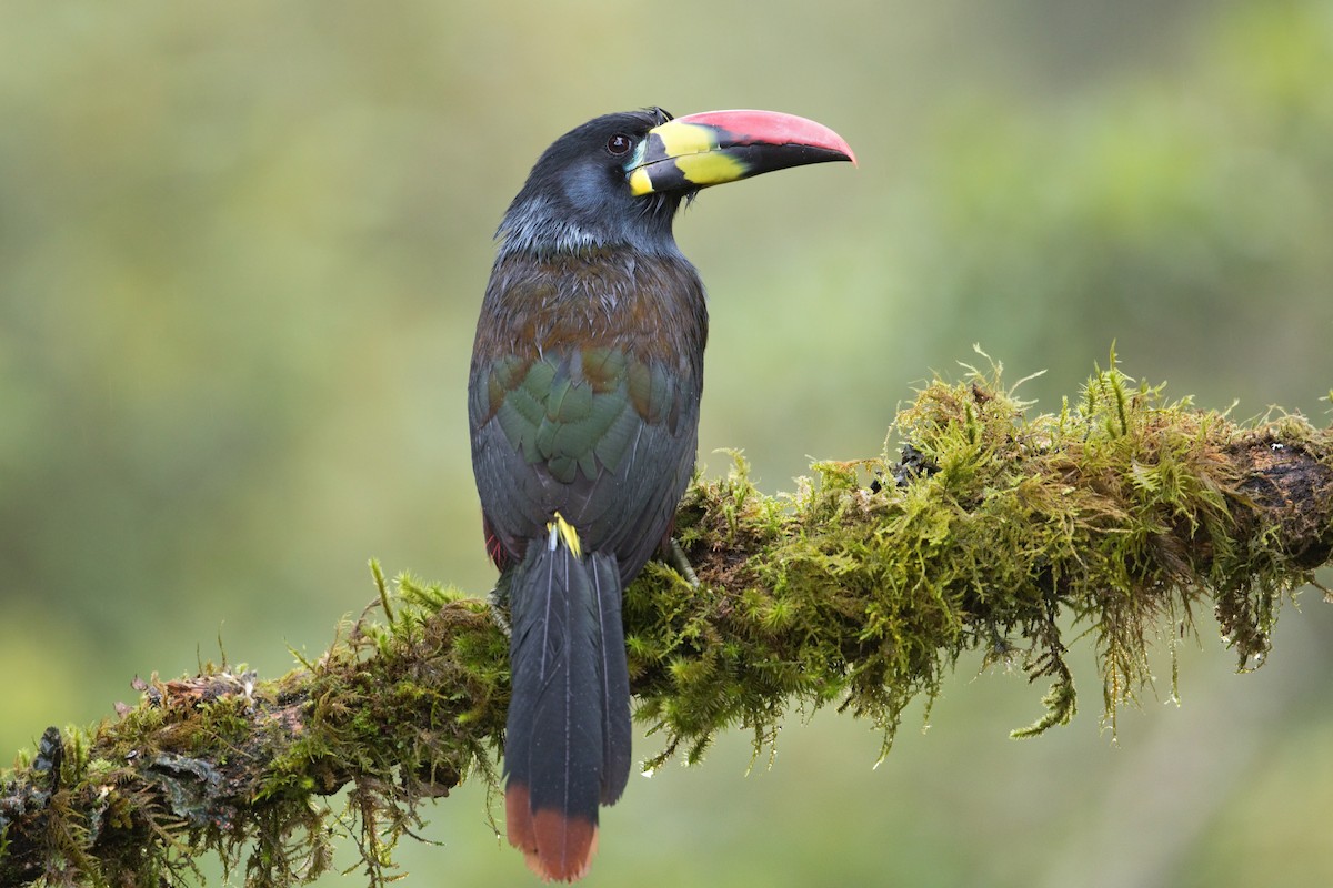 Gray-breasted Mountain-Toucan - ML610631210
