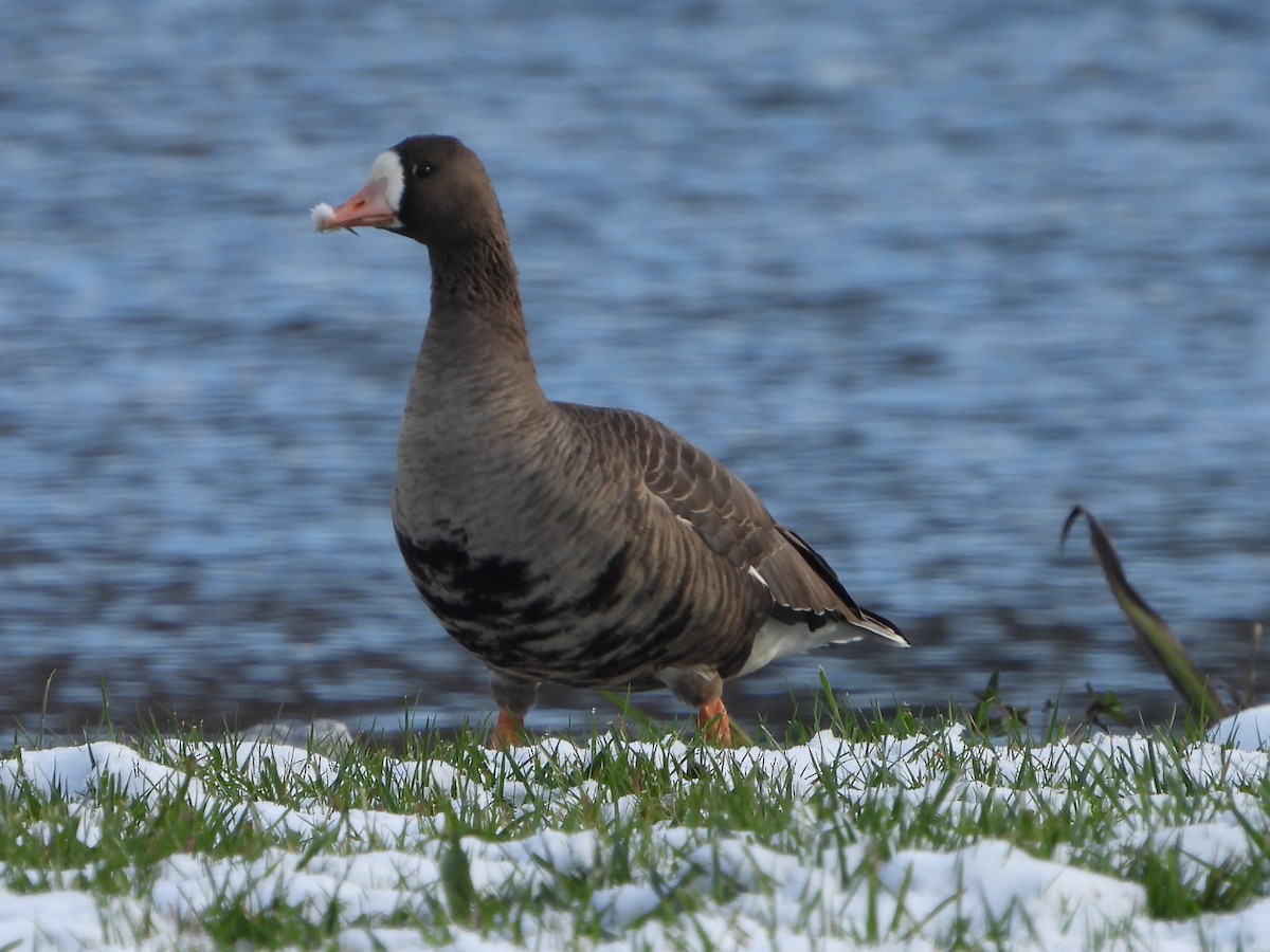 eBird Checklist - 1 Nov 2023 - Guilford Lake State Park Area - 14 species