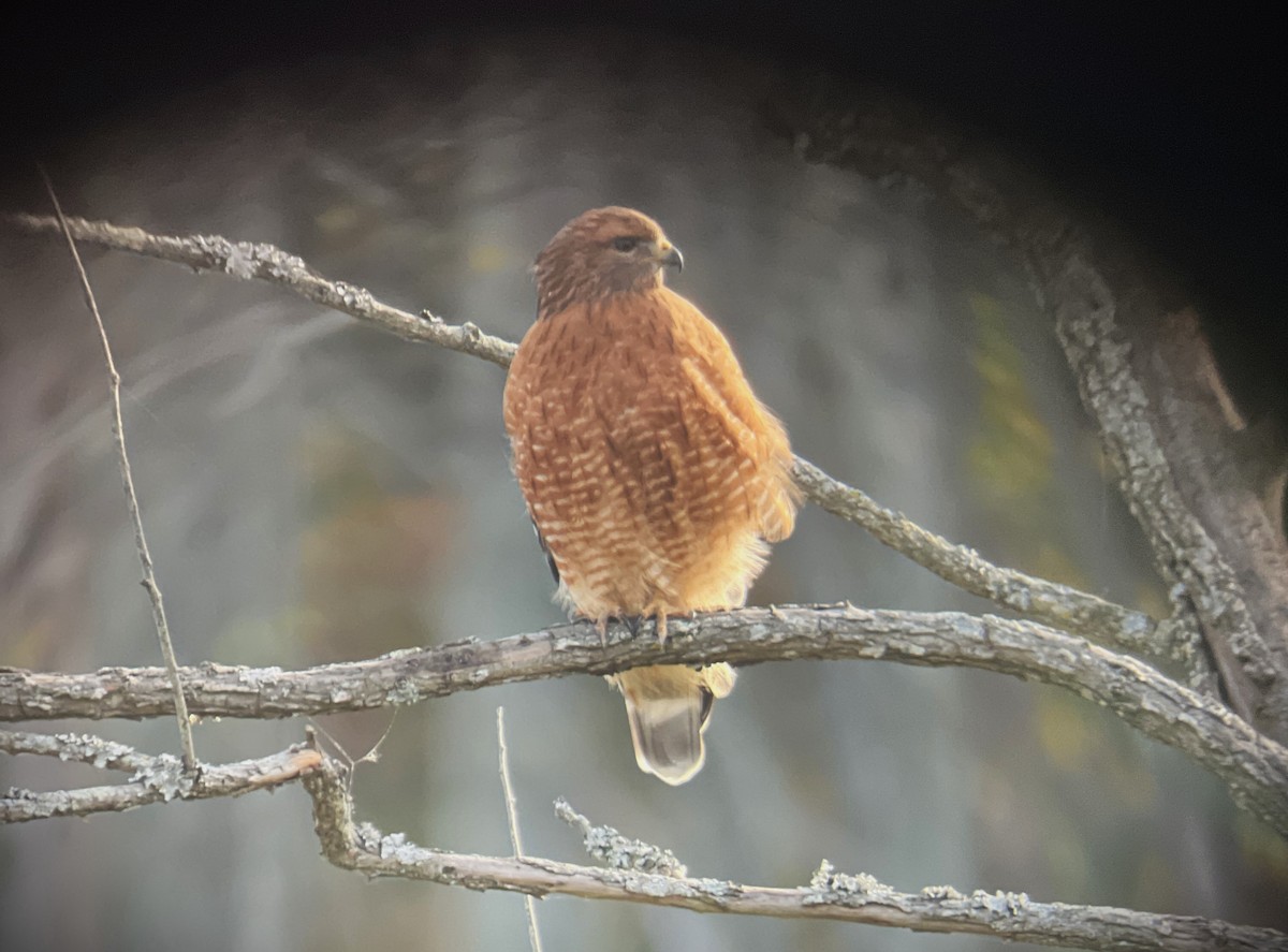 Red-shouldered Hawk - Anne Cianni