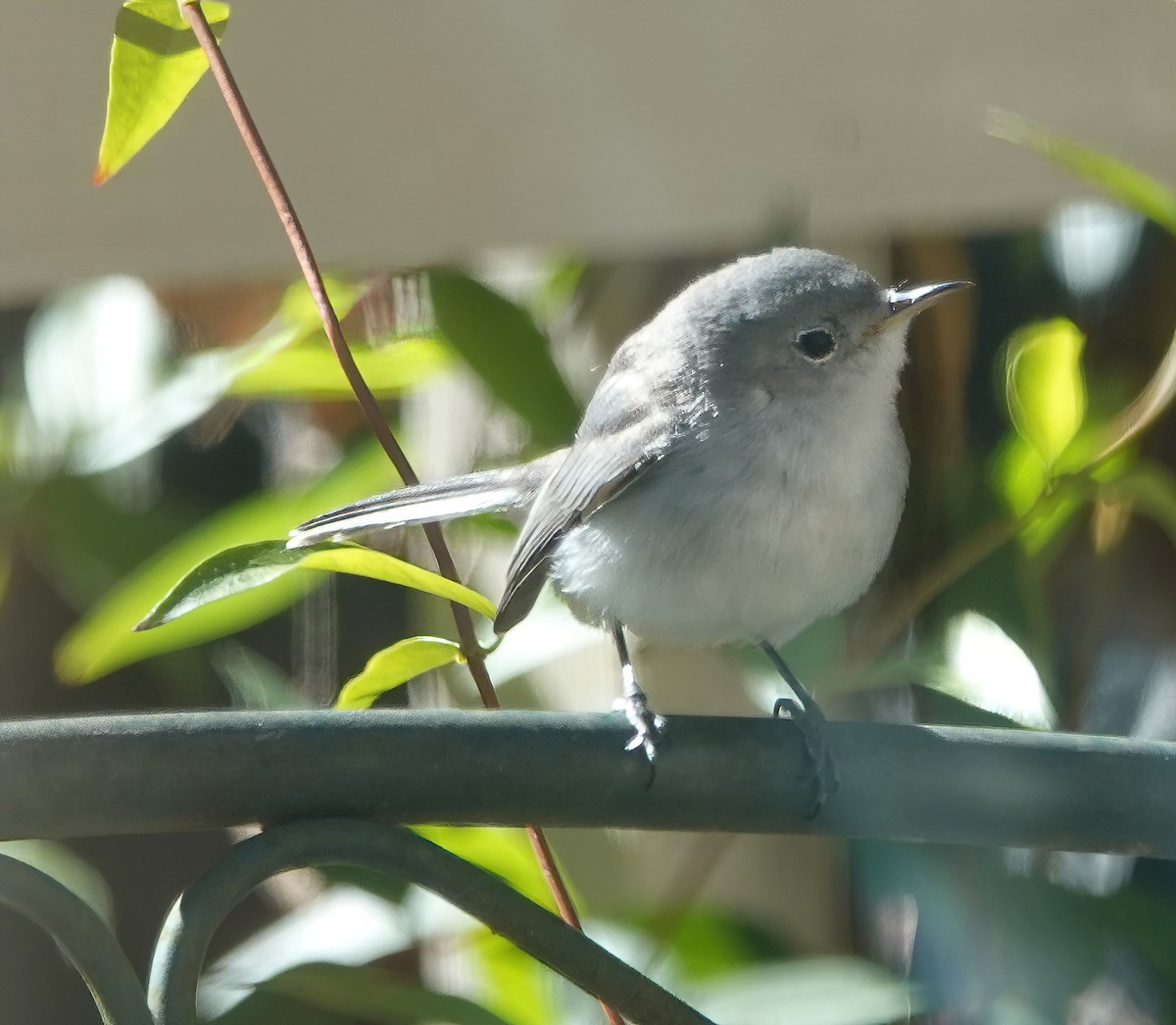 Ebird Checklist - 1 Nov 2023 - Neighborhood - Glencree - 14 Species