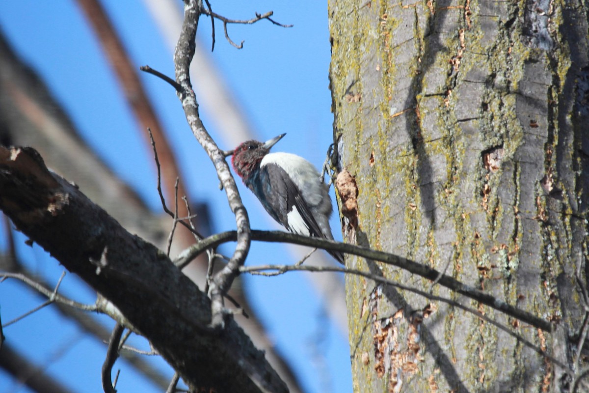 Red-headed Woodpecker - Tom Moxley