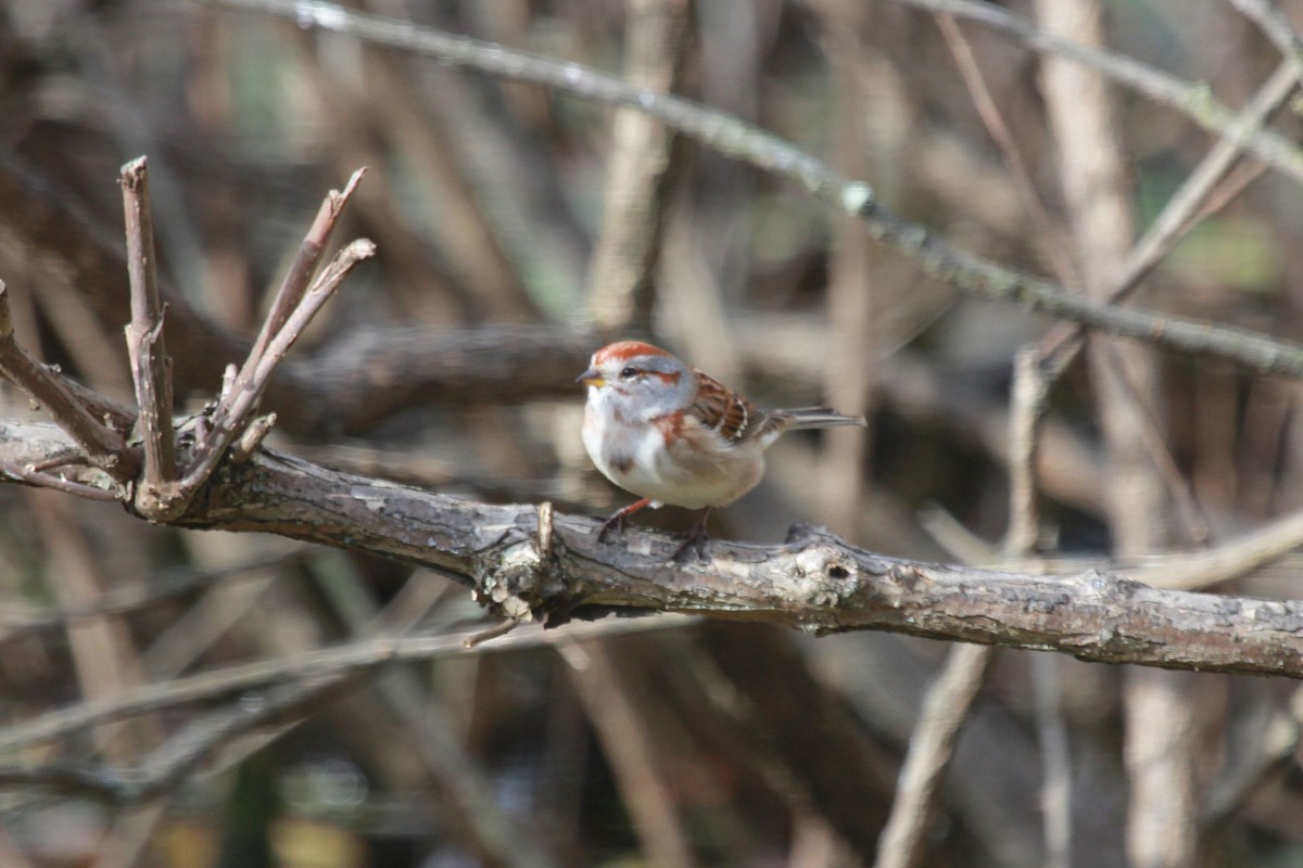 American Tree Sparrow - ML610632151