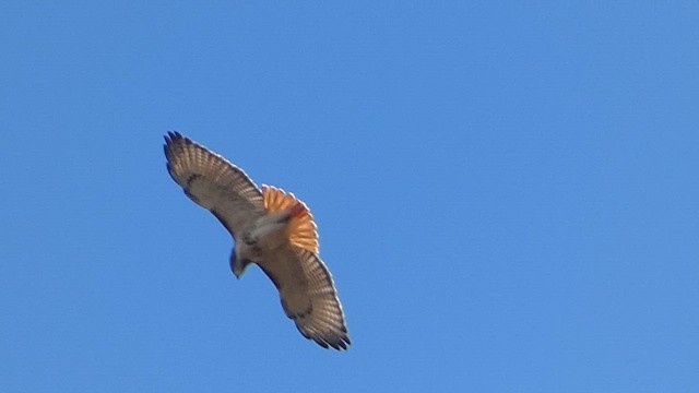 Red-tailed Hawk (borealis) - ML610632579