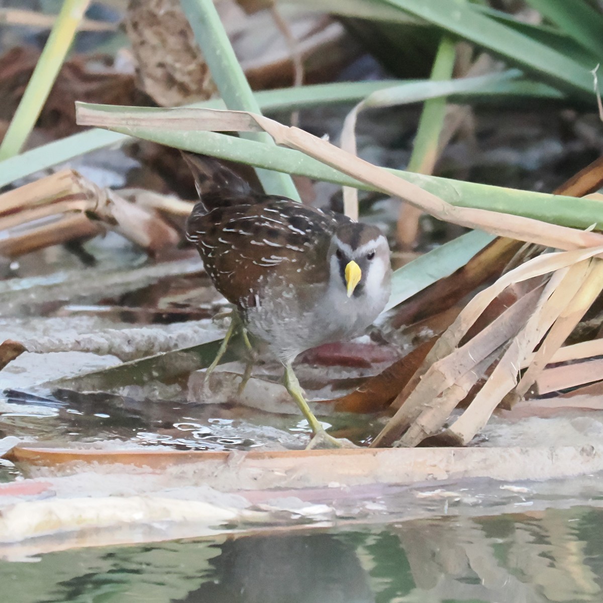 eBird Checklist - 1 Nov 2023 - Tres Rios Overbank Wetlands (permit ...