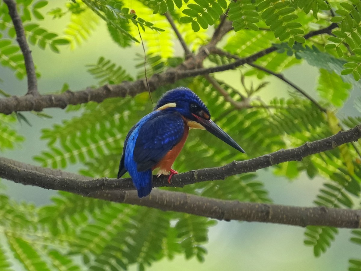 Blue-eared Kingfisher - ML610632706