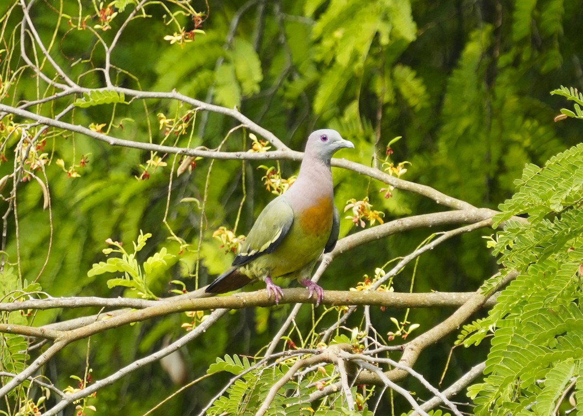 Pink-necked Green-Pigeon - ML610632745