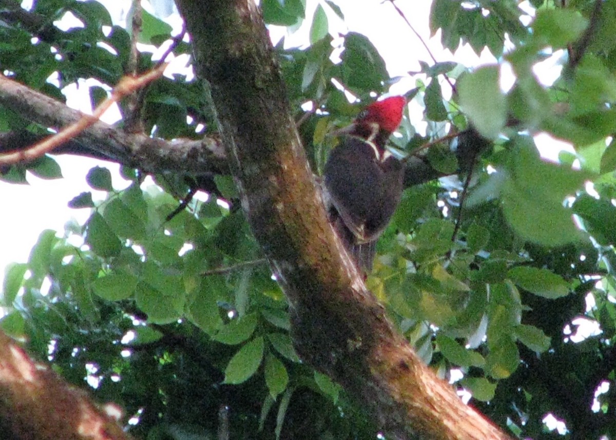 Pale-billed Woodpecker - ML610633597