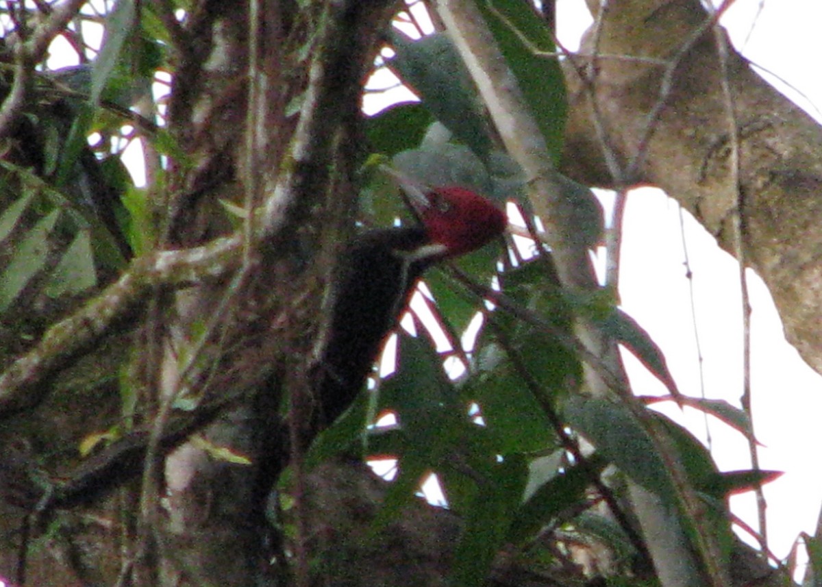 Pale-billed Woodpecker - ML610633598