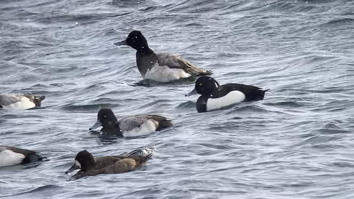 Tufted Duck - ML610633748