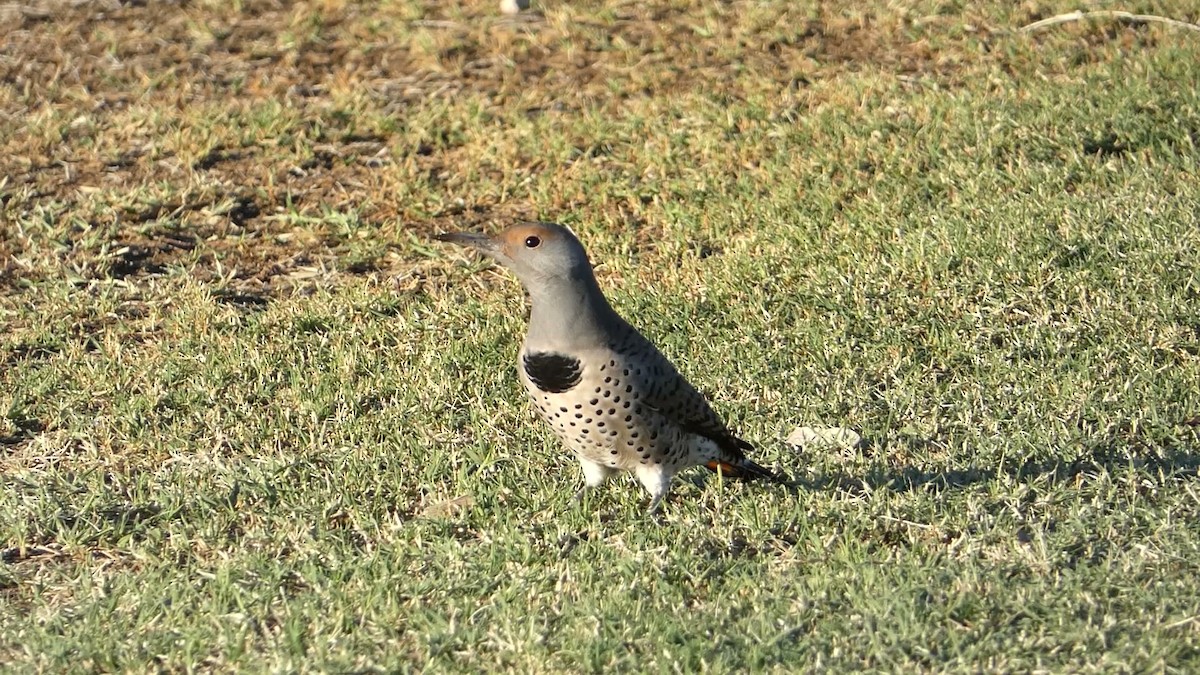 Northern Flicker (Red-shafted) - ML610633950