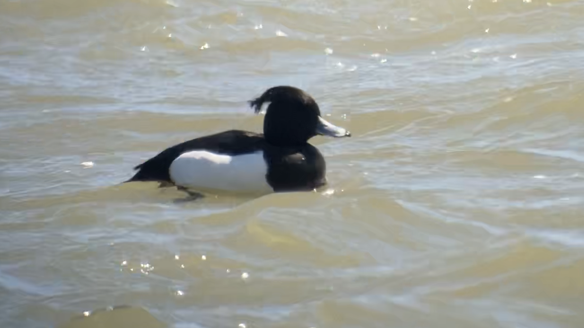 Tufted Duck - ML610634090