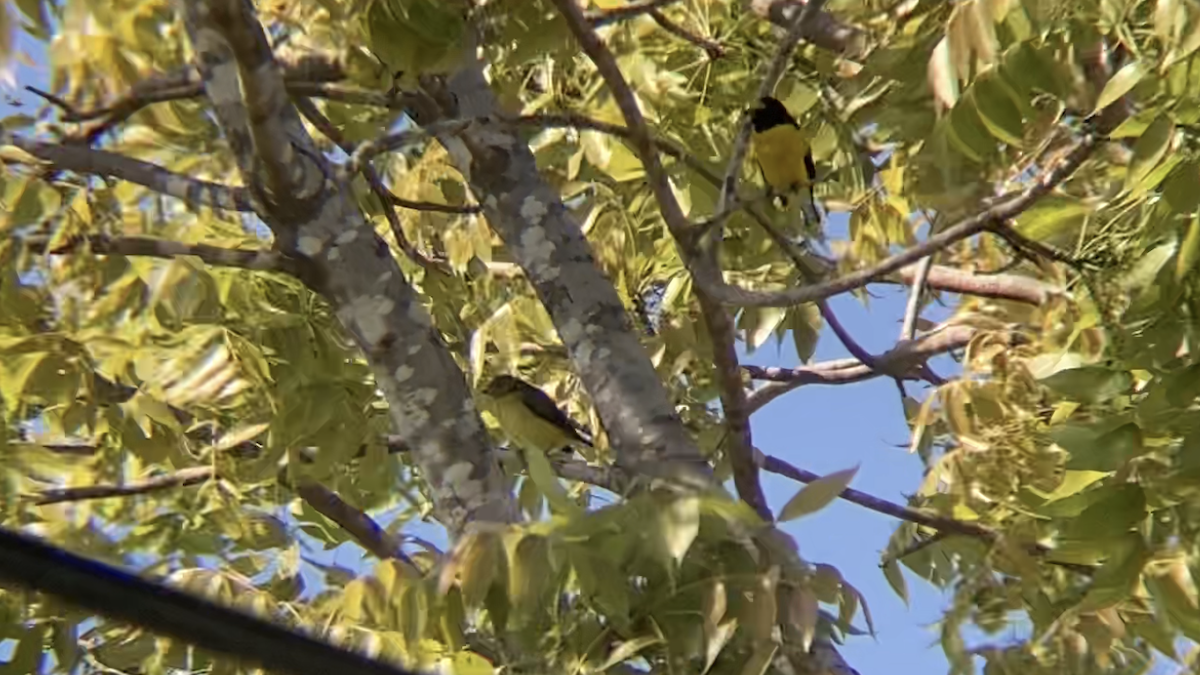 West Mexican Euphonia - ML610634194