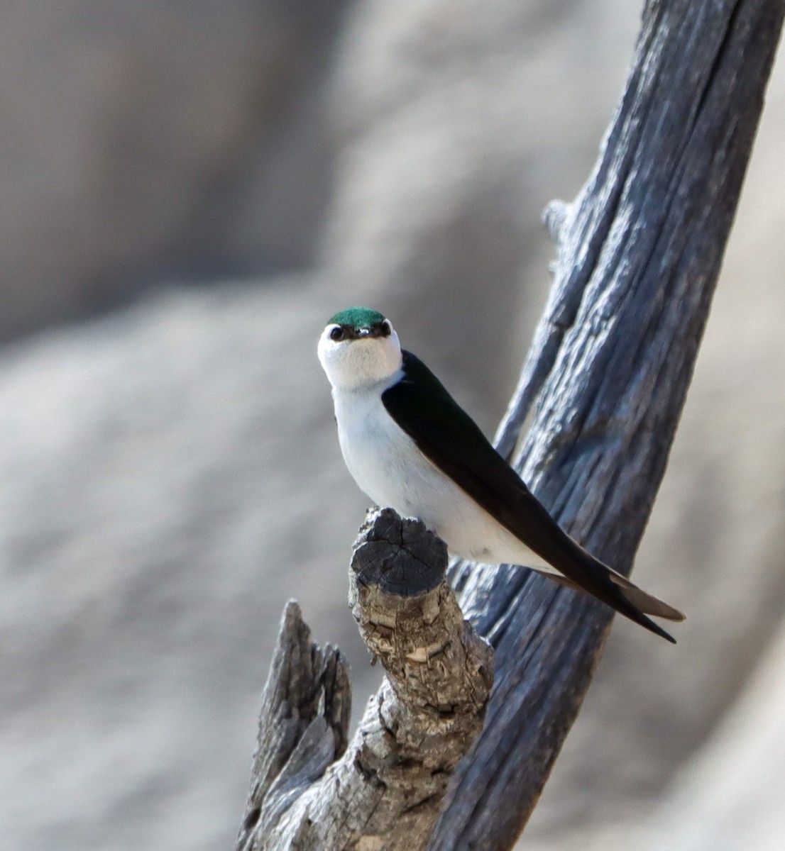 Violet-green Swallow - ML610634195