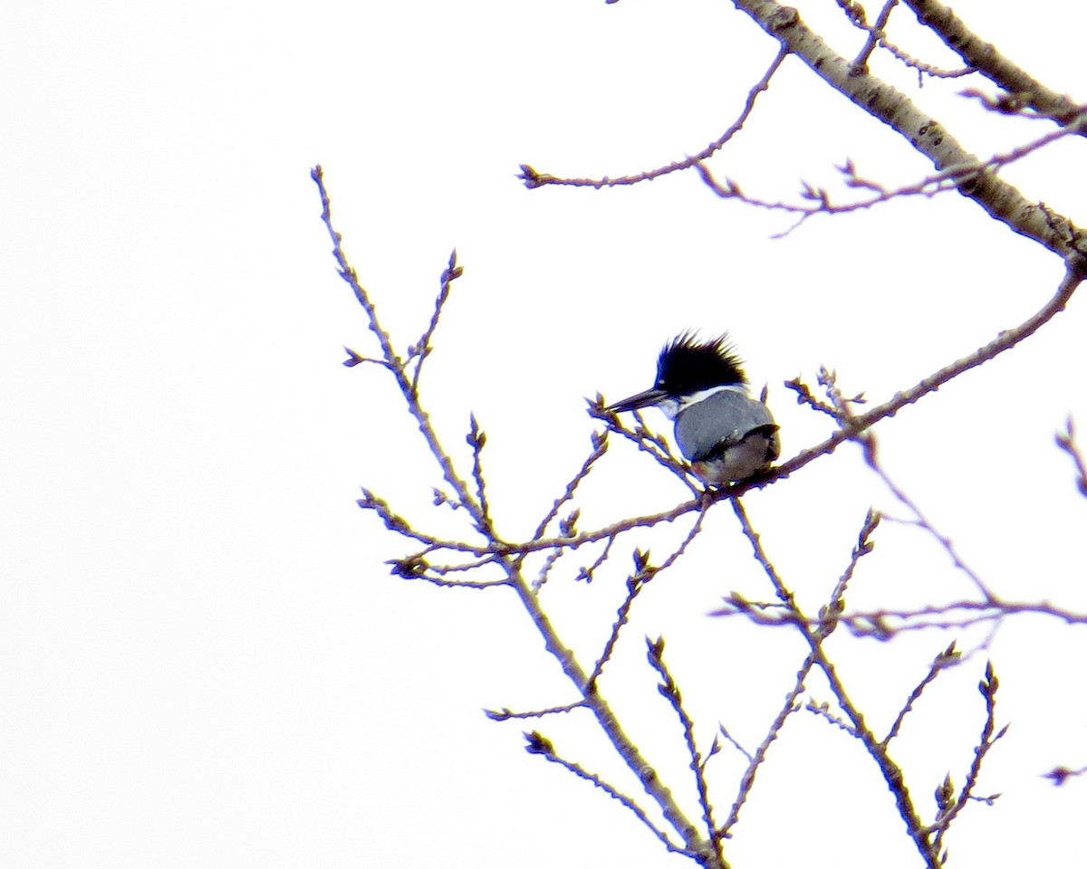 Belted Kingfisher - ML610634363