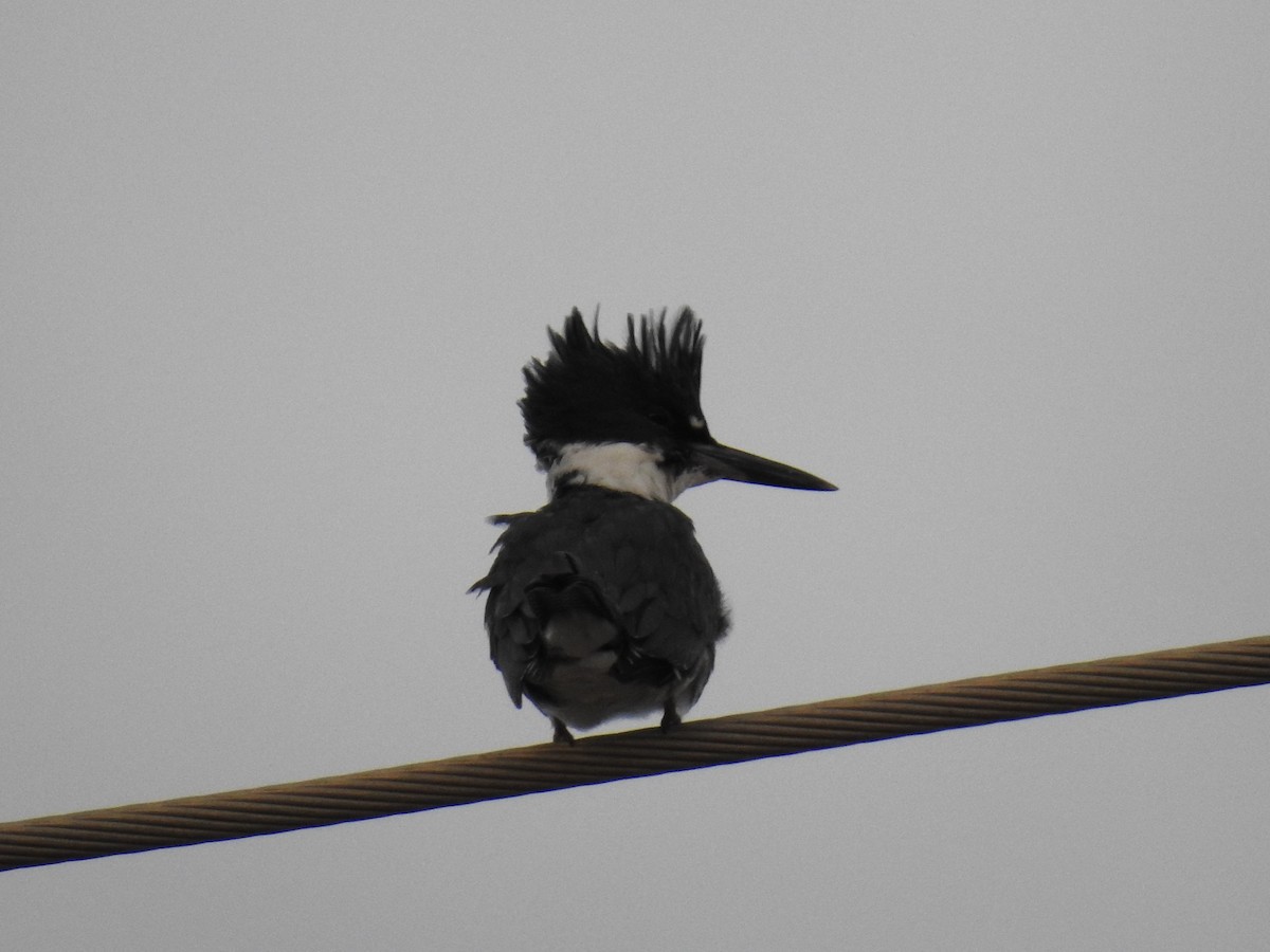 Belted Kingfisher - ML610634513