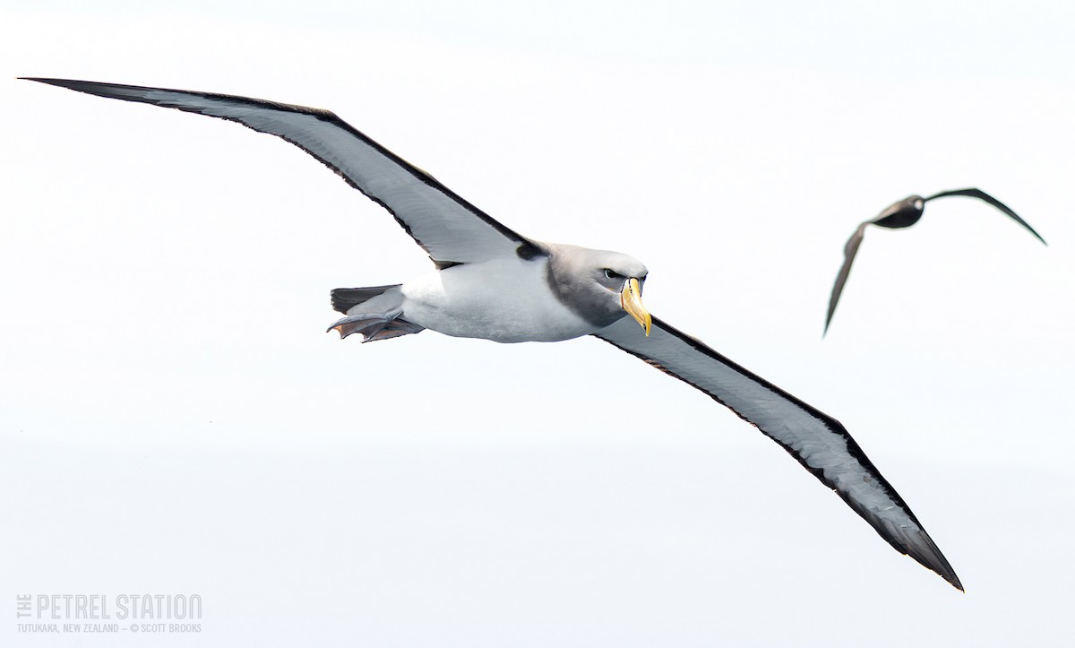 albatros chathamský - ML610634715