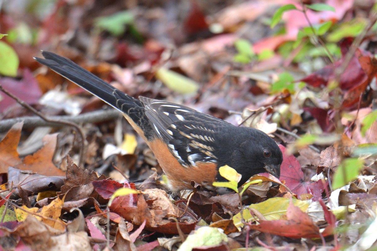 Spotted Towhee - ML610635447