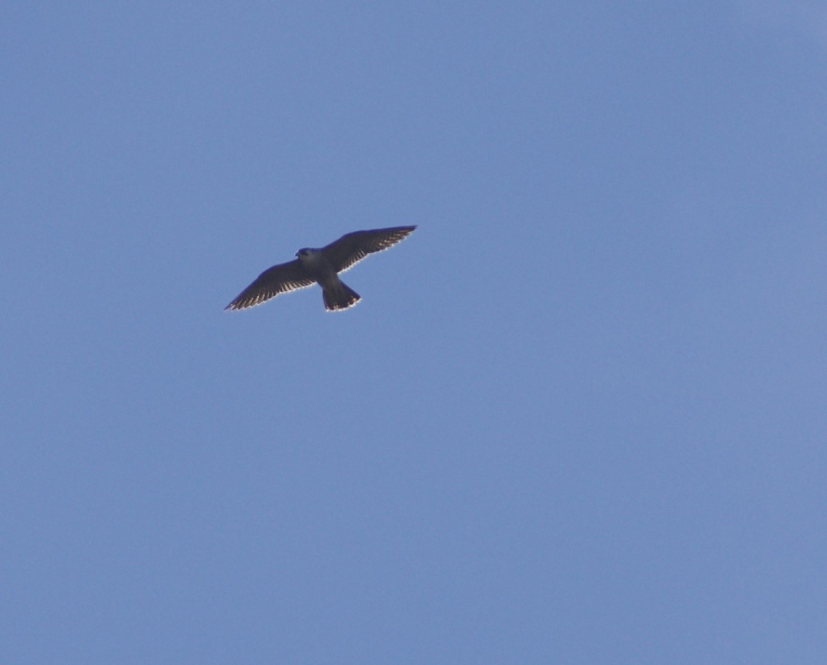 Peregrine Falcon (Barbary) - ML610635462