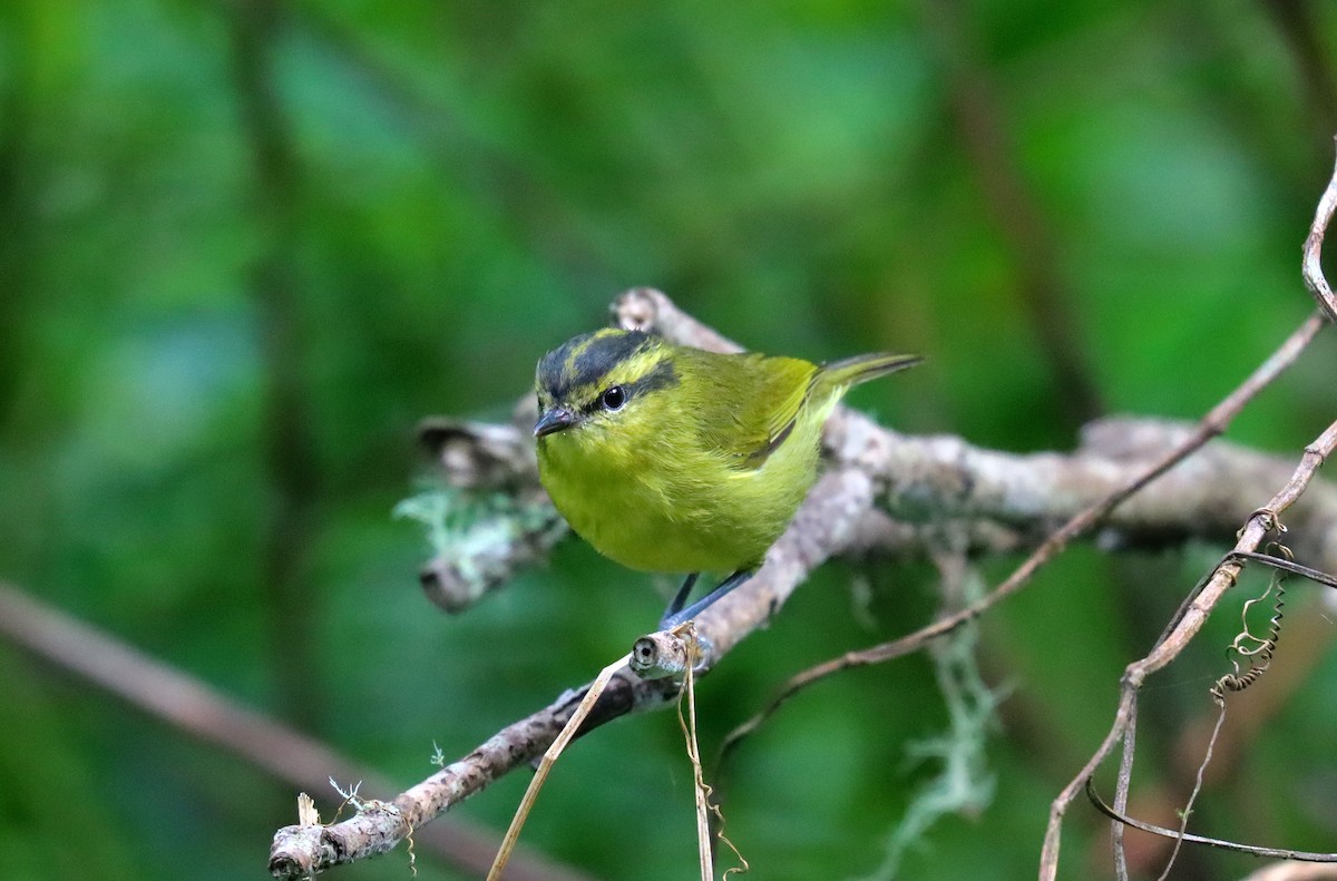 Mountain Leaf Warbler - Wayne Paes