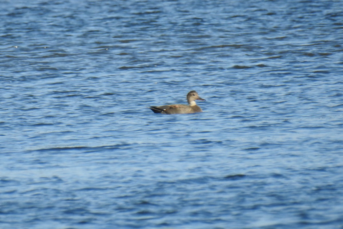 eBird Checklist - 1 Nov 2023 - Battelle Darby Creek Metro Park--Darby ...