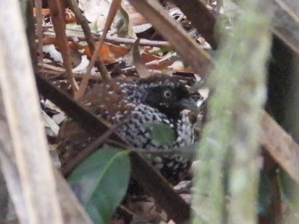 Black-breasted Buttonquail - ML610636476